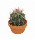 Ferocactus