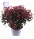 Skimmia