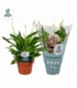 Spathiphyllum