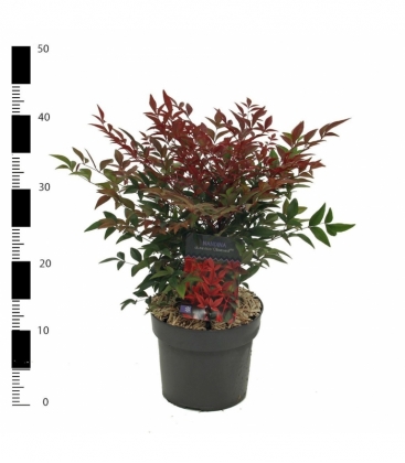 Nandina