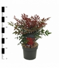 Nandina