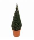 Taxus