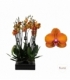 Phalaenopsis