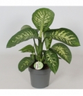 Dieffenbachia