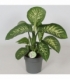 Dieffenbachia