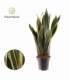 Sansevieria
