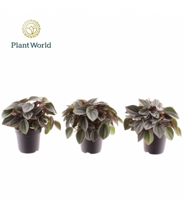 Peperomia