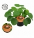 Pilea