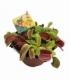 Dionaea