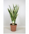 Sansevieria