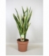 Sansevieria
