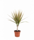 Dracaena