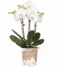 Phalaenopsis