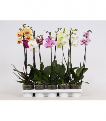 Phalaenopsis