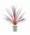 Cordyline