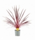 Cordyline