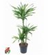 Dracaena