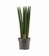 Sansevieria