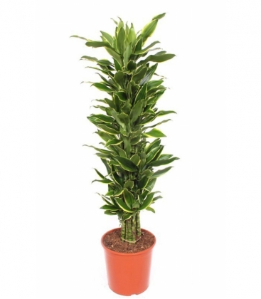 Dracaena