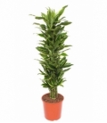 Dracaena