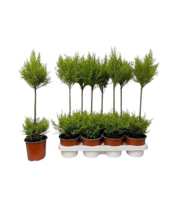 Cupressus