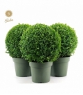 Buxus