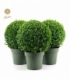 Buxus