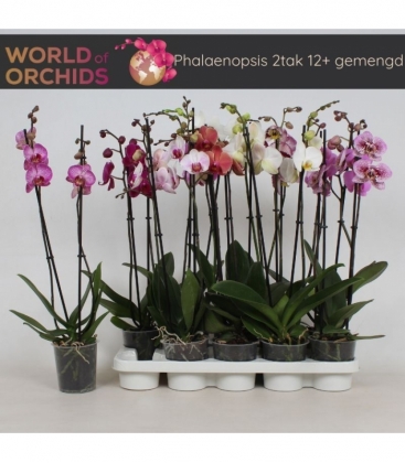Phalaenopsis