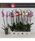 Phalaenopsis