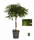 Ficus