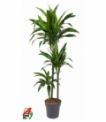 Dracaena