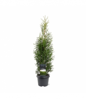 Thuja