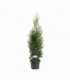Thuja