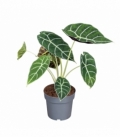 Alocasia