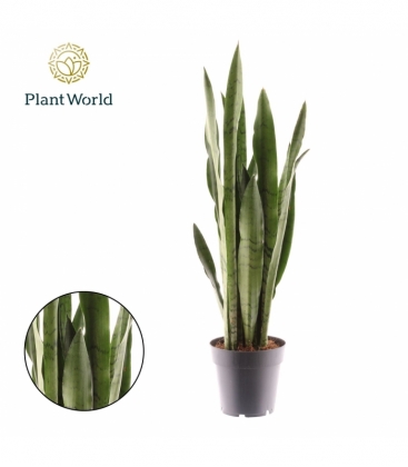 Sansevieria