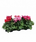 Cyclamen