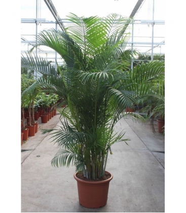 Dypsis