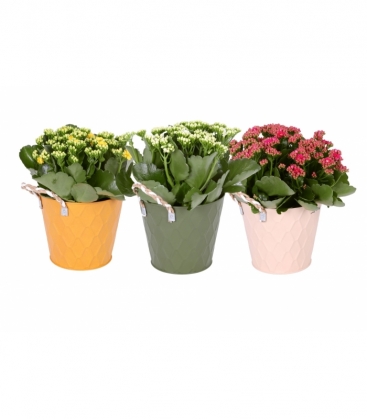 Kalanchoe