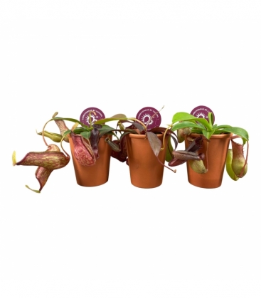 Nepenthes