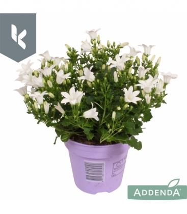 Campanula