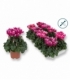 Cyclamen