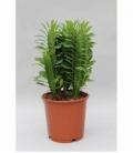 Euphorbia