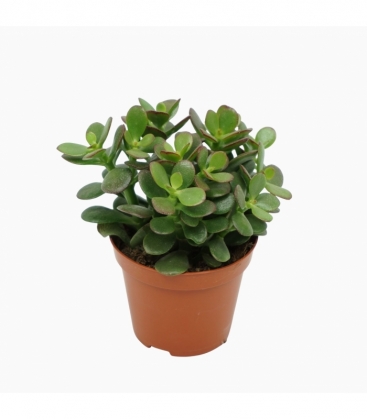 Crassula