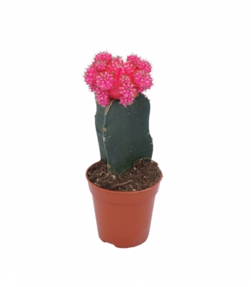 Gymnocalycium