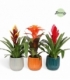 Bromelia