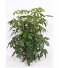 Schefflera