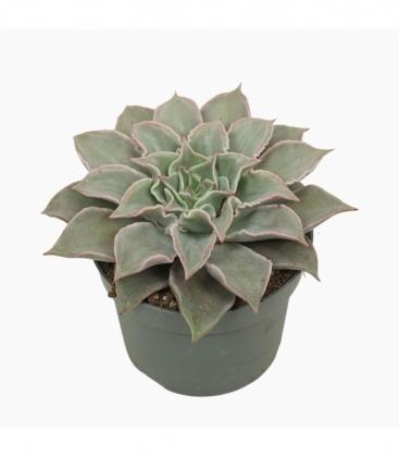Echeveria