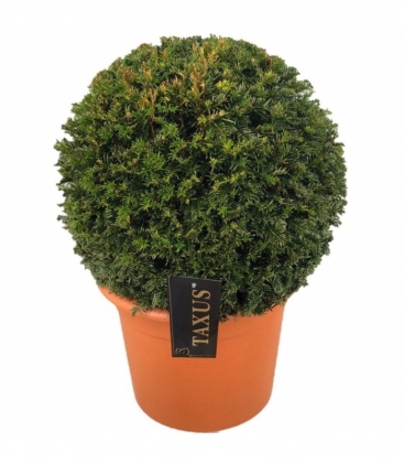 Taxus