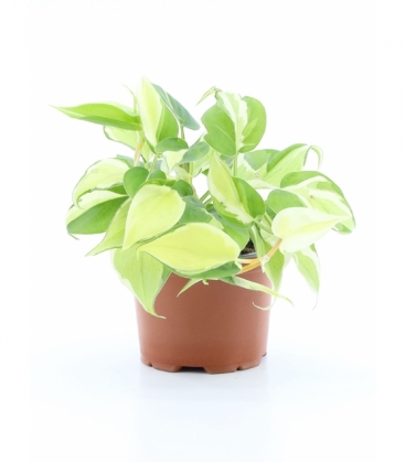Philodendron