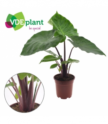 Alocasia